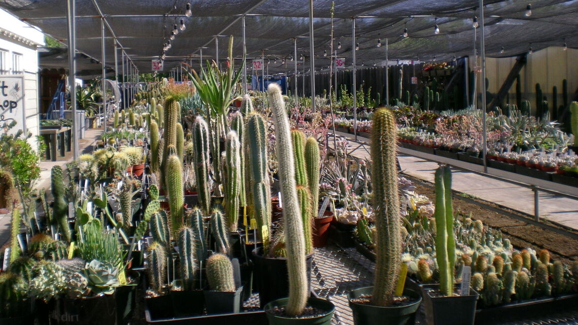 Poot’s Cactus Nursery celebra 30 años cultivando cactus en el Valle Central