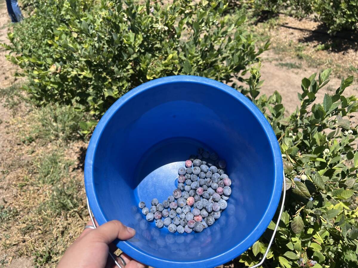 From March to August, VanderHelm Farms offers a variety of seasonal fruits and produce for visitors to pick themselves.