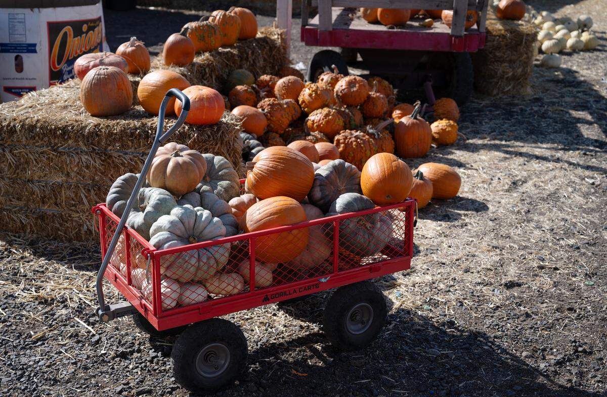 Pumpkins for the Rodin Farms pumpkin patch are grown on the property next to fruit stand on Oakdale Road near Modesto, Calif., Wednesday, Nov. 1, 2023.