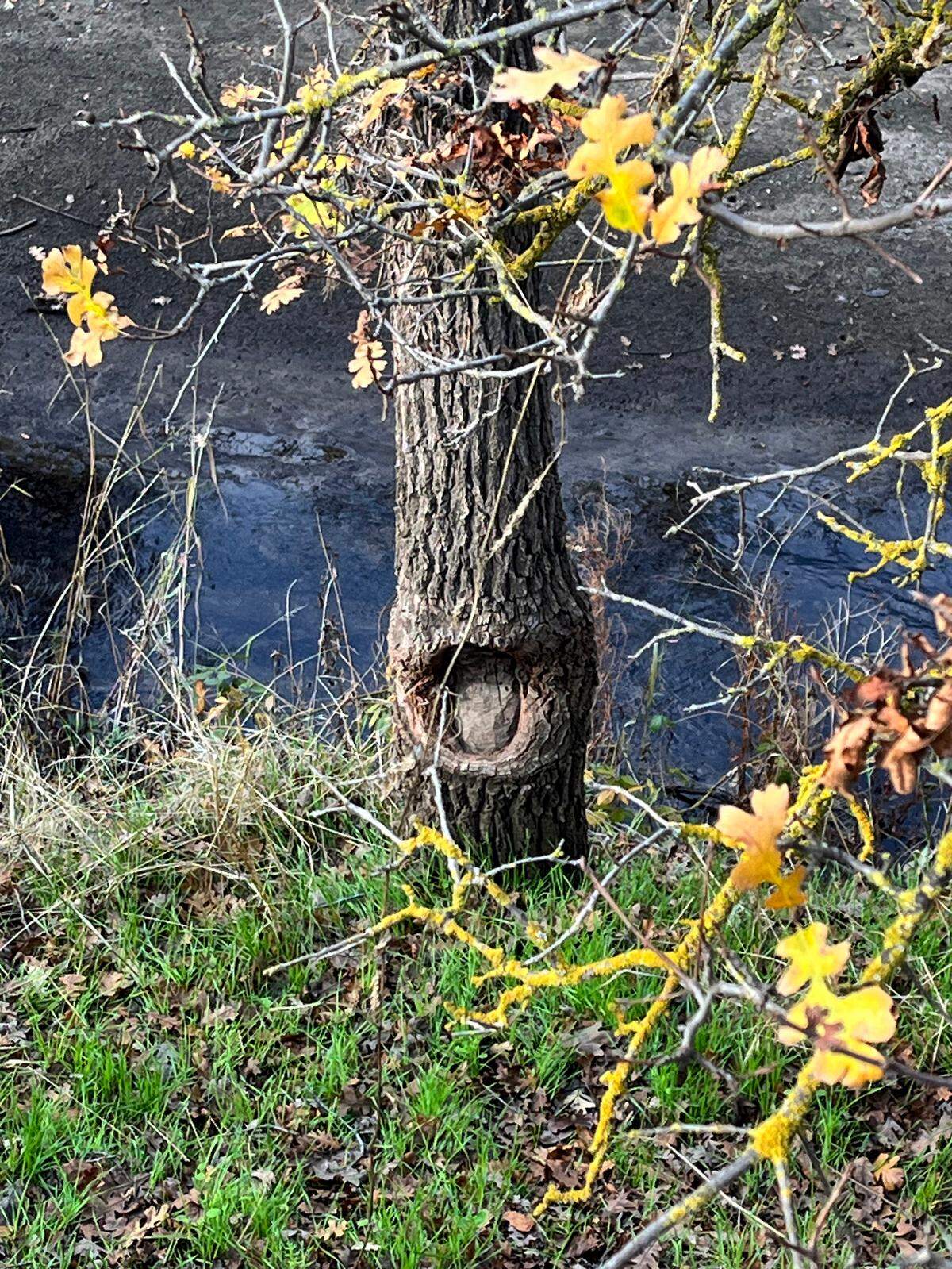 Evidence of beaver activity can be seen on trees along Dry Creek in Modesto.