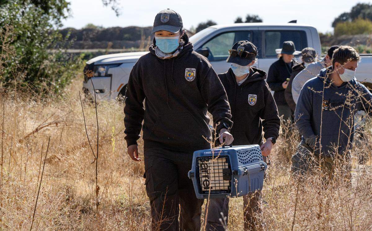 U.S. Fish and Wildlife Service technician Megan Wong carries a riparian brush rabbit back to the spot where it had been trapped for release. The crew from several agencies are conducting a vaccination program to combat rabbit hemorrhagic disease at the San Joaquin River National Wildlife Refuge, Thursday, Oct. 24, 2024.