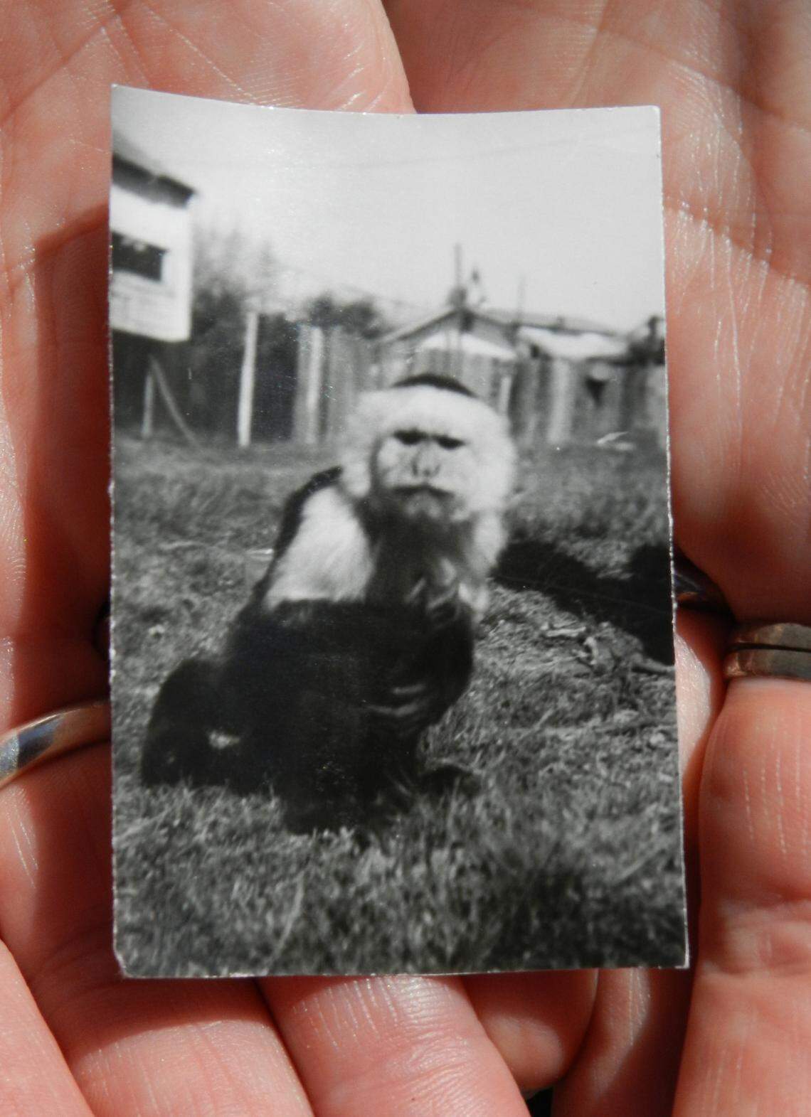 In this 2013 photo from The Bee’s archive, Judy Carman holds a small photo of Tony, her family’s pet monkey, donated by her father to the Ulrich Zoo in the 1960s. The monkey rode from Arkansas to Modesto on her father’s left arm, the breeze blowing in Tony’s face most of the way.