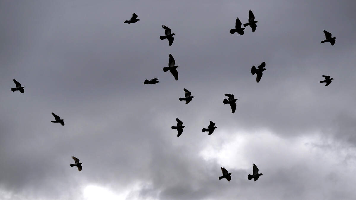 Birds fly as wind drives storm clouds.