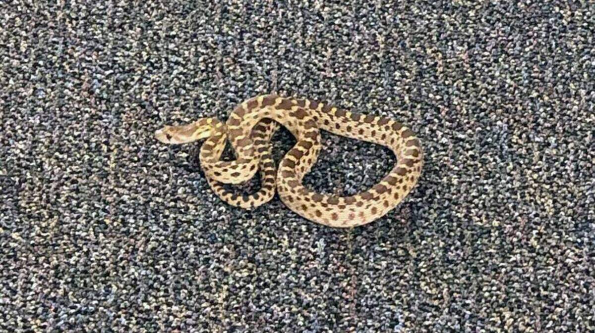 A gopher snake disrupted a quiet summer afternoon at the Modesto City Schools district office June 25.
