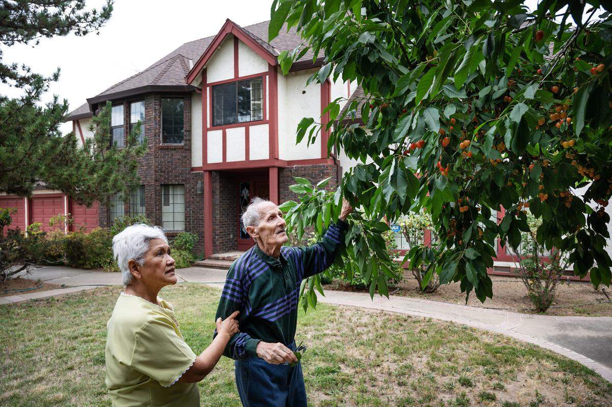 Wolfgang and Victorina Bach pick cherries at their home in east Modesto, Calif., Wednesday, June 7, 2023. The couple built their home in 1980 and have dozens of mature fruit trees, including figs, guava, peaches, loquat, and citrus. Stanislaus County officials voted to exercise eminent domain powers to acquire property for the North County Corridor expressway, including the 23-acre Bach property. County Public Works says part of the flag-shaped parcel is needed for building the east-west four-lane route on a new alignment parallel with Claribel. The 3-mile section will connect with Claus Road.