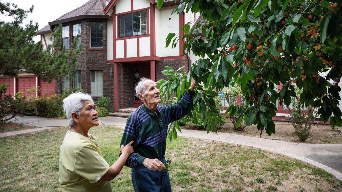 Wolfgang and Victorina Bach pick cherries at their home in east Modesto, Calif., Wednesday, June 7, 2023. The couple built their home in 1980 and have dozens of mature fruit trees, including figs, guava, peaches, loquat, and citrus. Stanislaus County officials voted to exercise eminent domain powers to acquire property for the North County Corridor expressway, including the 23-acre Bach property. County Public Works says part of the flag-shaped parcel is needed for building the east-west four-lane route on a new alignment parallel with Claribel. The 3-mile section will connect with Claus Road.