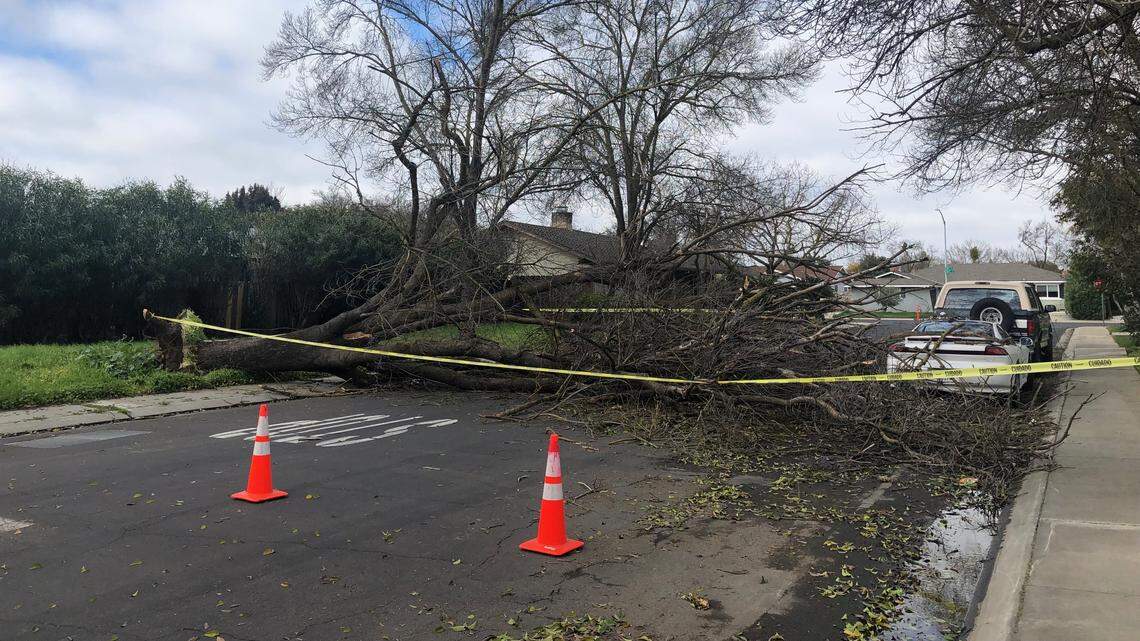 Michael Loeffler came across this uprooted tree on Troy Way, off Sherwood Avenue, in Modesto on Wednesday, March 15, 2023.