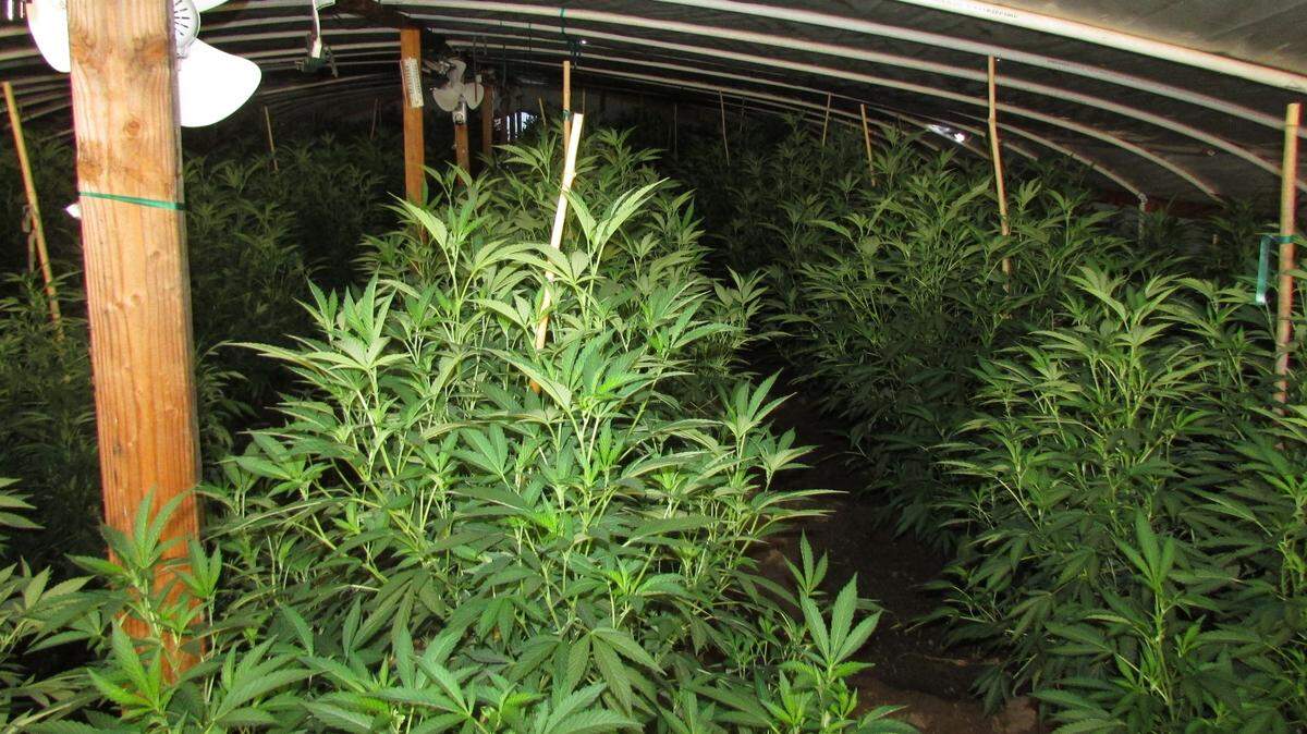A 300-pound marijuana grow was found by Turlock Police in the backyard of a residence in central Turlock Wednesday, July 18, 2018.