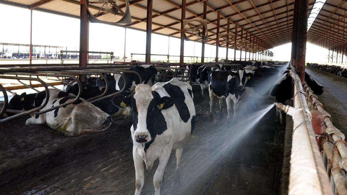 In this photo from 2010, misters and fans keep dairy cows cool in hot weather at a west Modesto farm.
