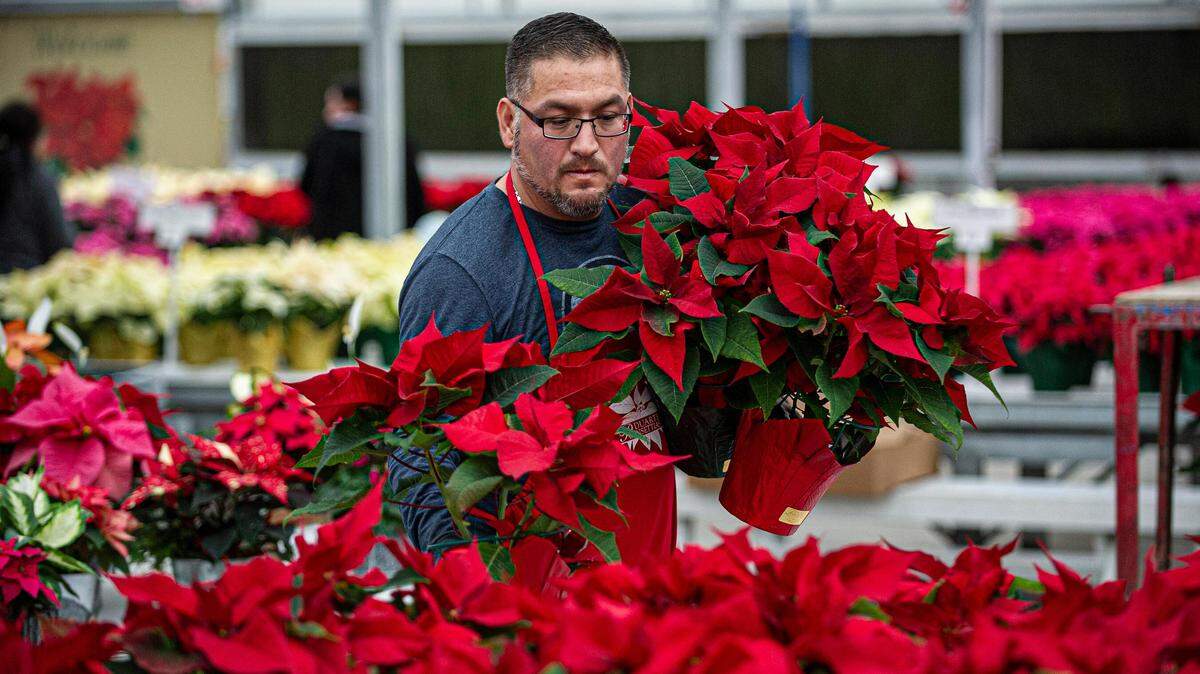 Employee Santiago Padilla sets poinsettias out for display at Duarte Farms on Monday, Dec. 2, 2019, in Hughson, California.