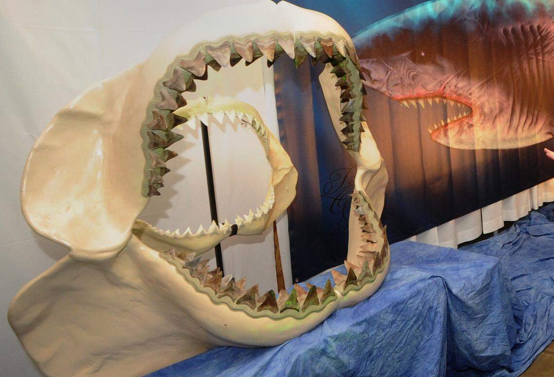 Jaws of a megalodon and a great white shark on display at a past year’s Turlock Rock & Gem Show.