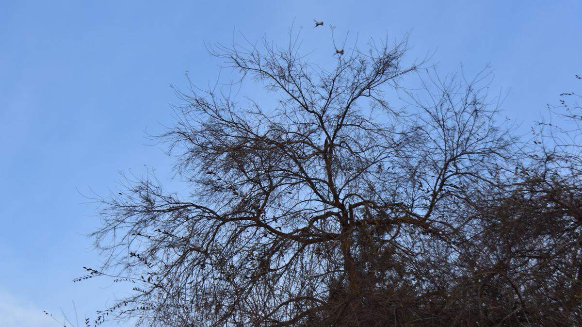 Over the course of the week, the sky over Modesto will range from mostly sunny to mostly cloudy, the National Weather Service says. A few days carry a chance of rain.