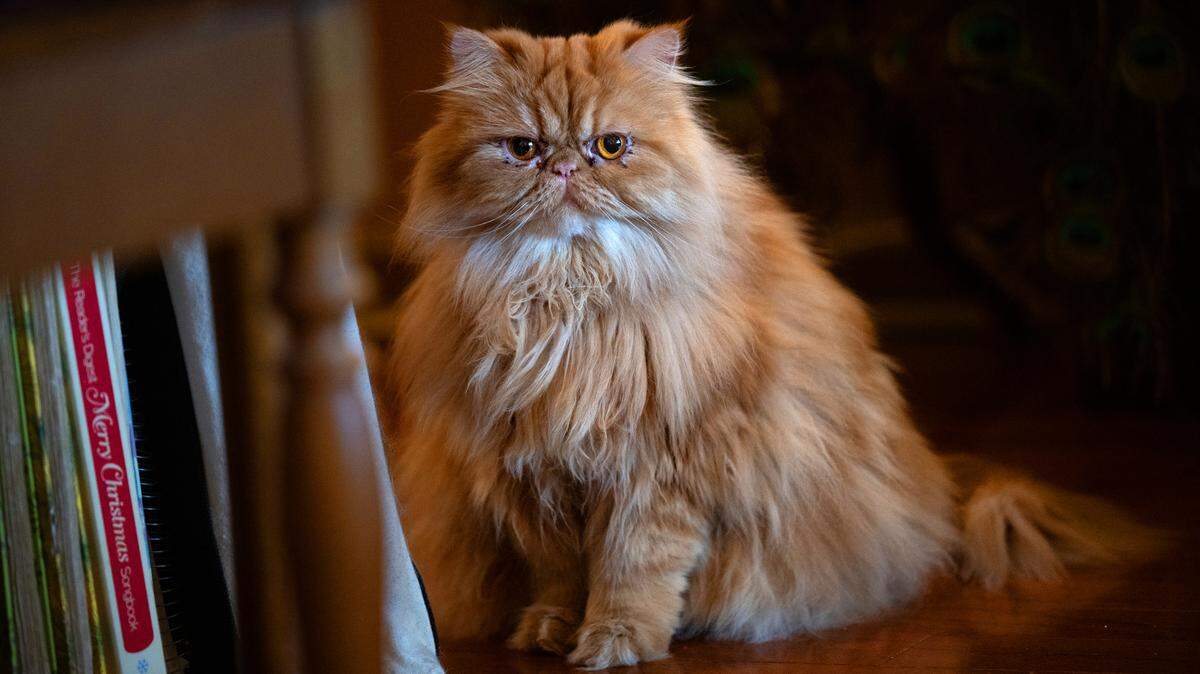 Duchess, owned by Leo and Virginia Aguilera, at their home in Modesto, Calif., Thursday, Sept. 12, 2024. Duchess, a Persian, was voted Modesto’s Cutest Cat.
