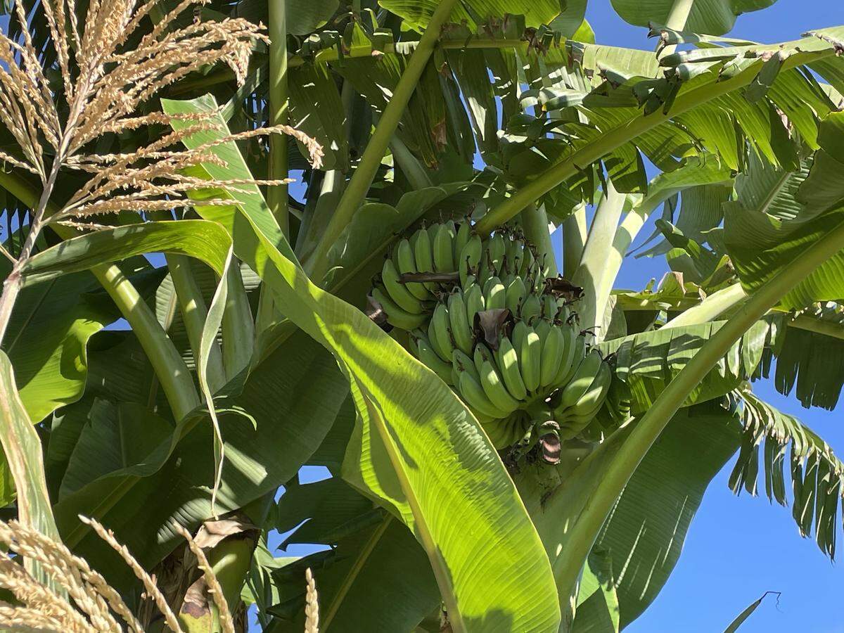 Bananas growing at the Church of the Cross Community Garden in Modesto on Saturday, Oct. 4.