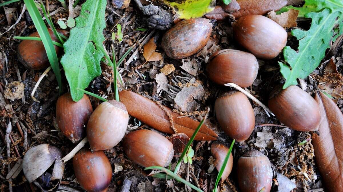 The Tuolumne Band of Me-Wuk Indians will hold its annual Acorn Festival on Sept. 9 and 10, 2023.