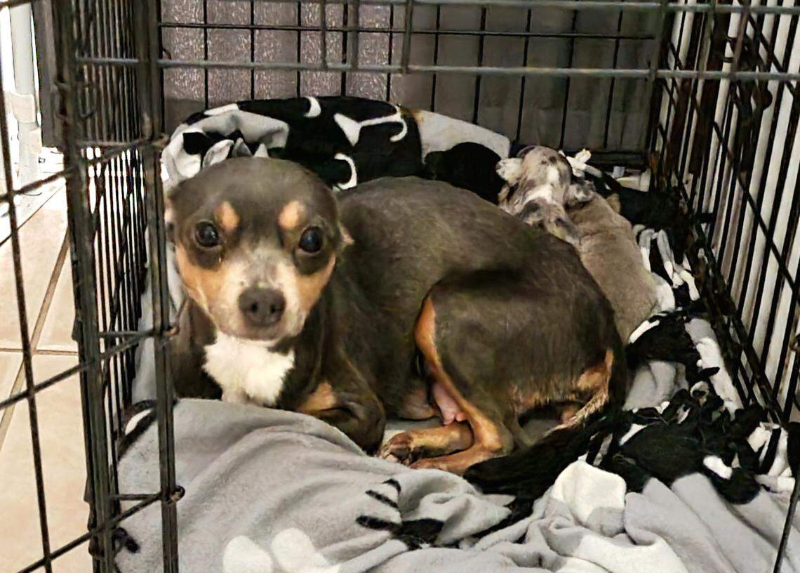 One among the roughly 150 dogs that authorities removed last week from a suspected puppy mill in a west Modesto duplex. The dogs are being cared for in several undisclosed locations.