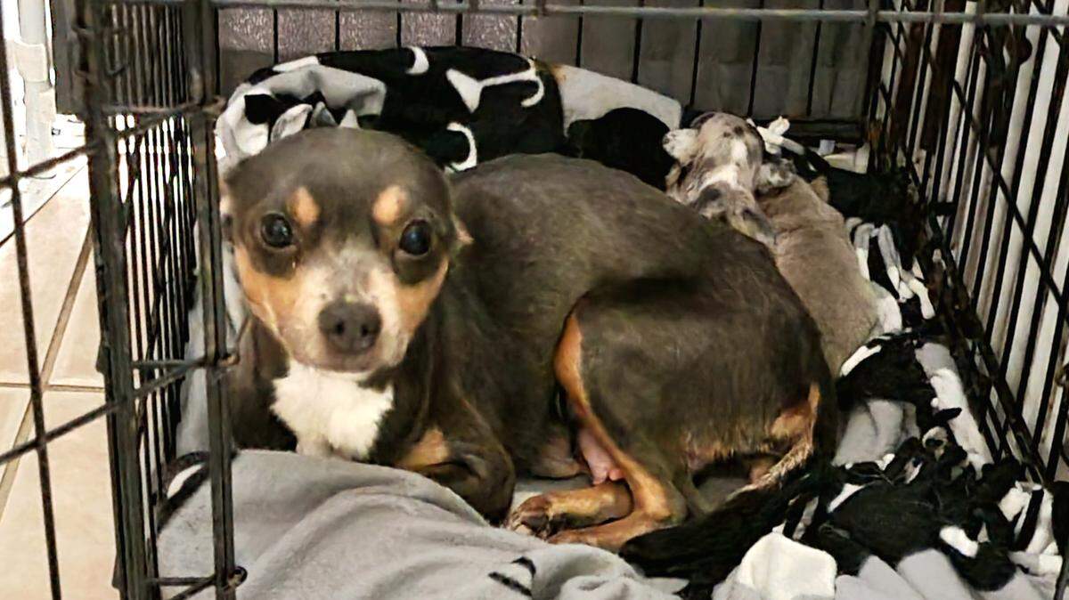 This is one among the roughly 150 dogs that authorities removed in May 2022 from a suspected puppy mill in a west Modesto duplex.