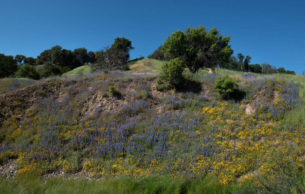 Lupine and poppies are blooming at the Knights Ferry Recreation Area in Knights Ferry, Calif., Wednesday, April 12, 2023.