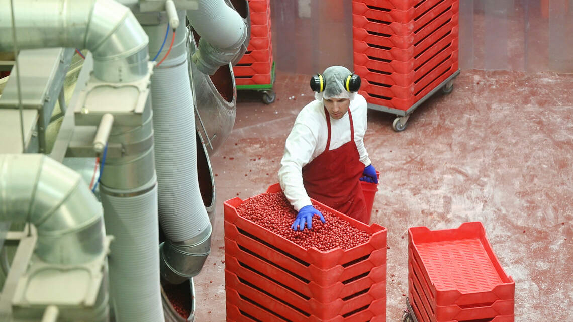 Sconza Chocolates celebrates 85 years. Take an inside look at its sweet success