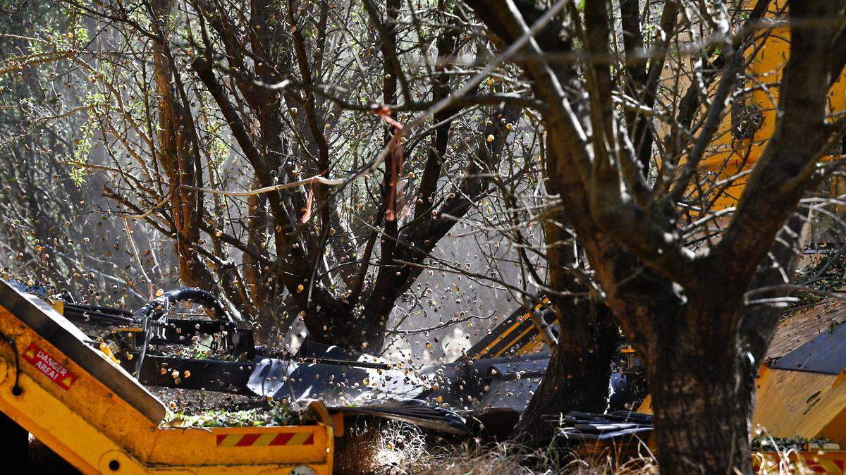 El sacudidor doble TOL atrapa las almendras antes de que lleguen al suelo y las deposita en hileras sin necesidad de barredoras en Burroughs Family Farm, al este de Denair, California, el martes 19 de septiembre de 2023.