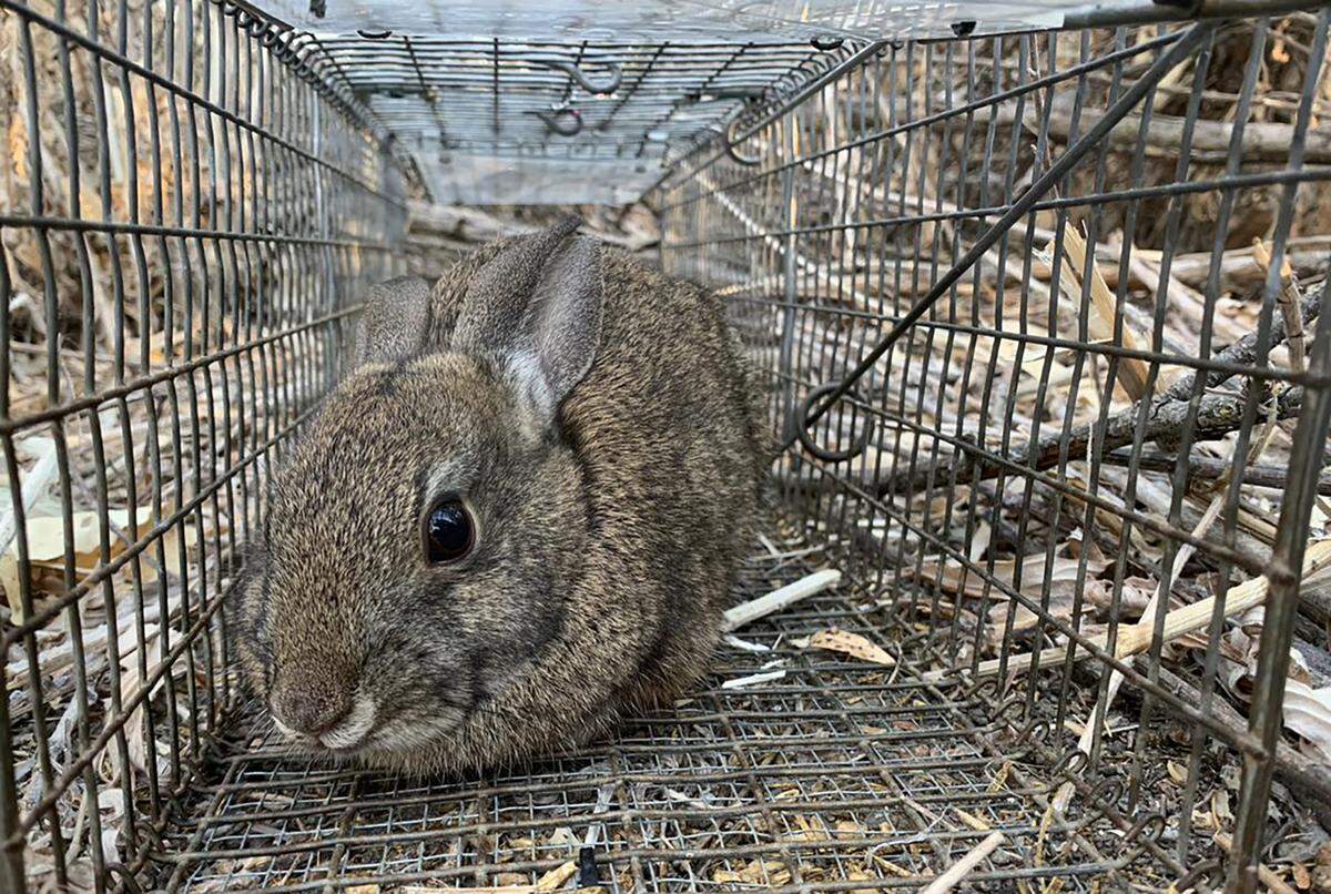 A riparian brush rabbit in a trap.