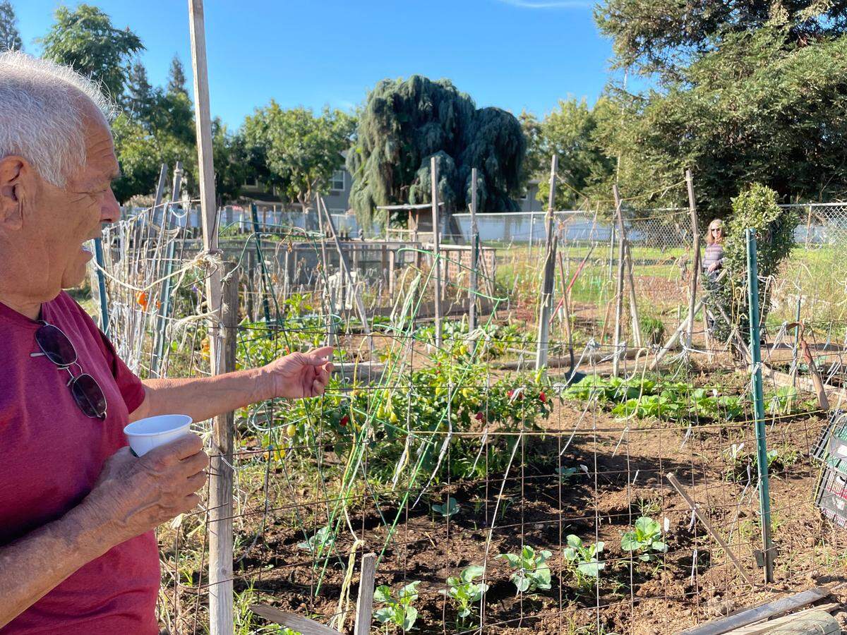 Founding member and volunteer Benny Villarreal showing his garden plot at the Church of the Cross Community Garden in Modesto on Saturday, Oct. 4.