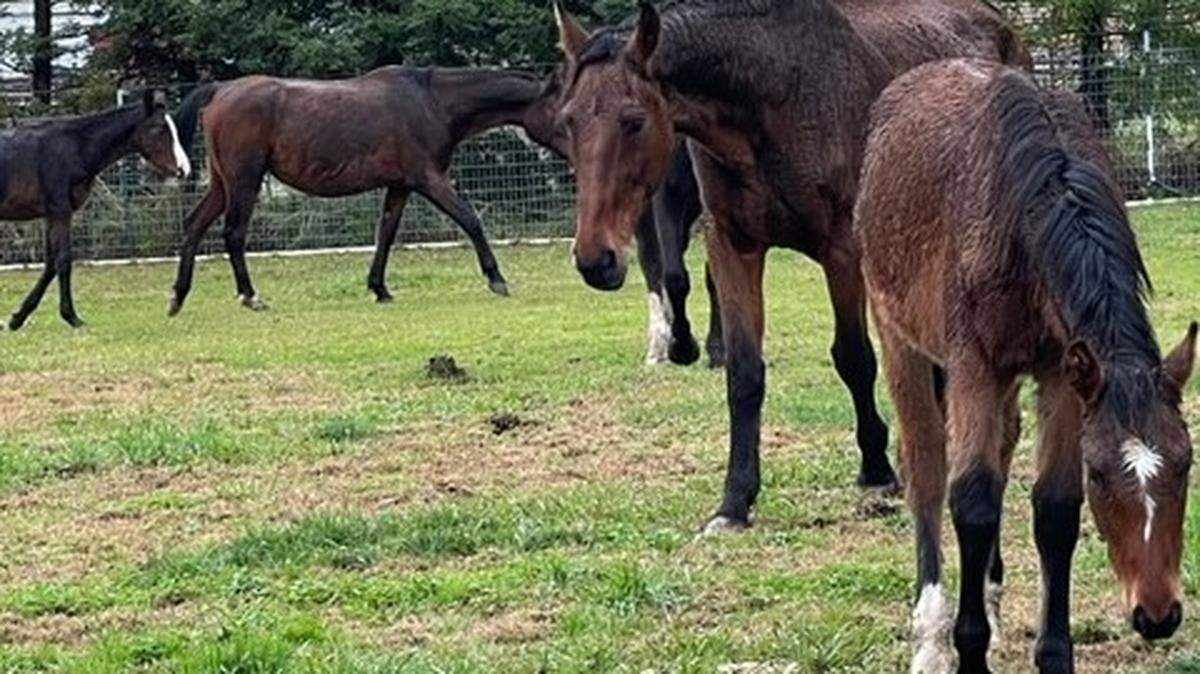 An animal welfare investigation resulted in the rescue of 30 horses from a property in an unincorporated area of Riverbank. They were in the care of Oakdale Equine Rescue. Dec. 23, 2021