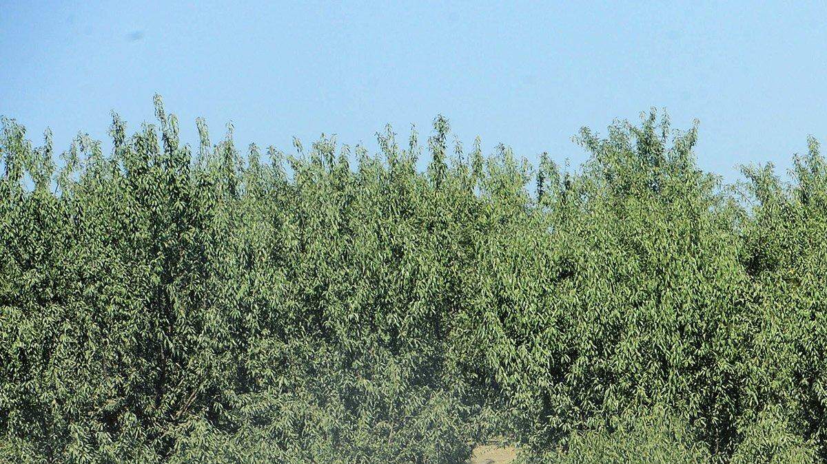 A Stanislaus County almond orchard