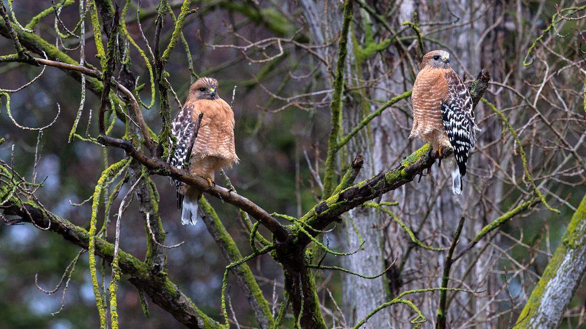 A pair of red shouldered hawks perch above Dry Creek in Modesto, Calif., Thursday, Jan. 5, 2023.