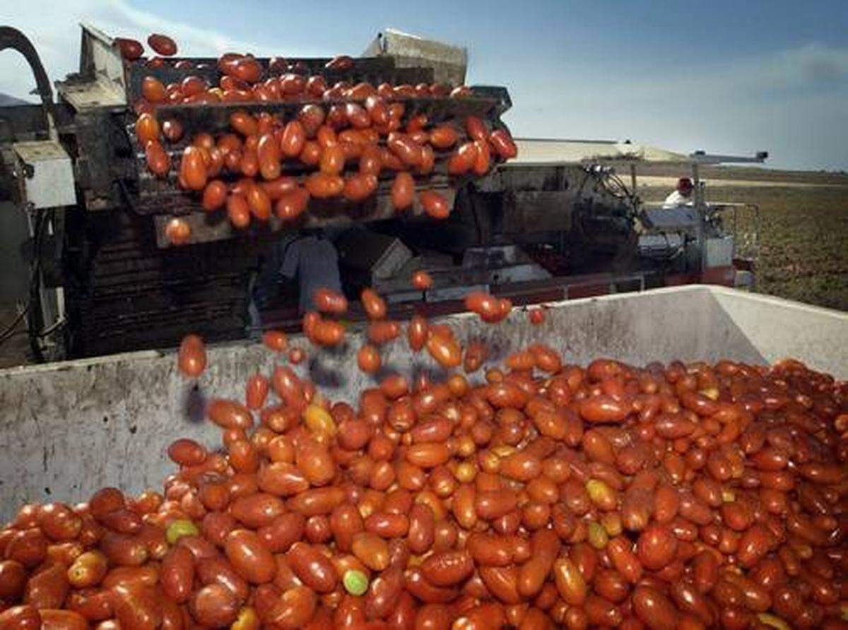 Tomatoes bound for a cannery are loaded during the 2010 harvest in Stanislaus County.