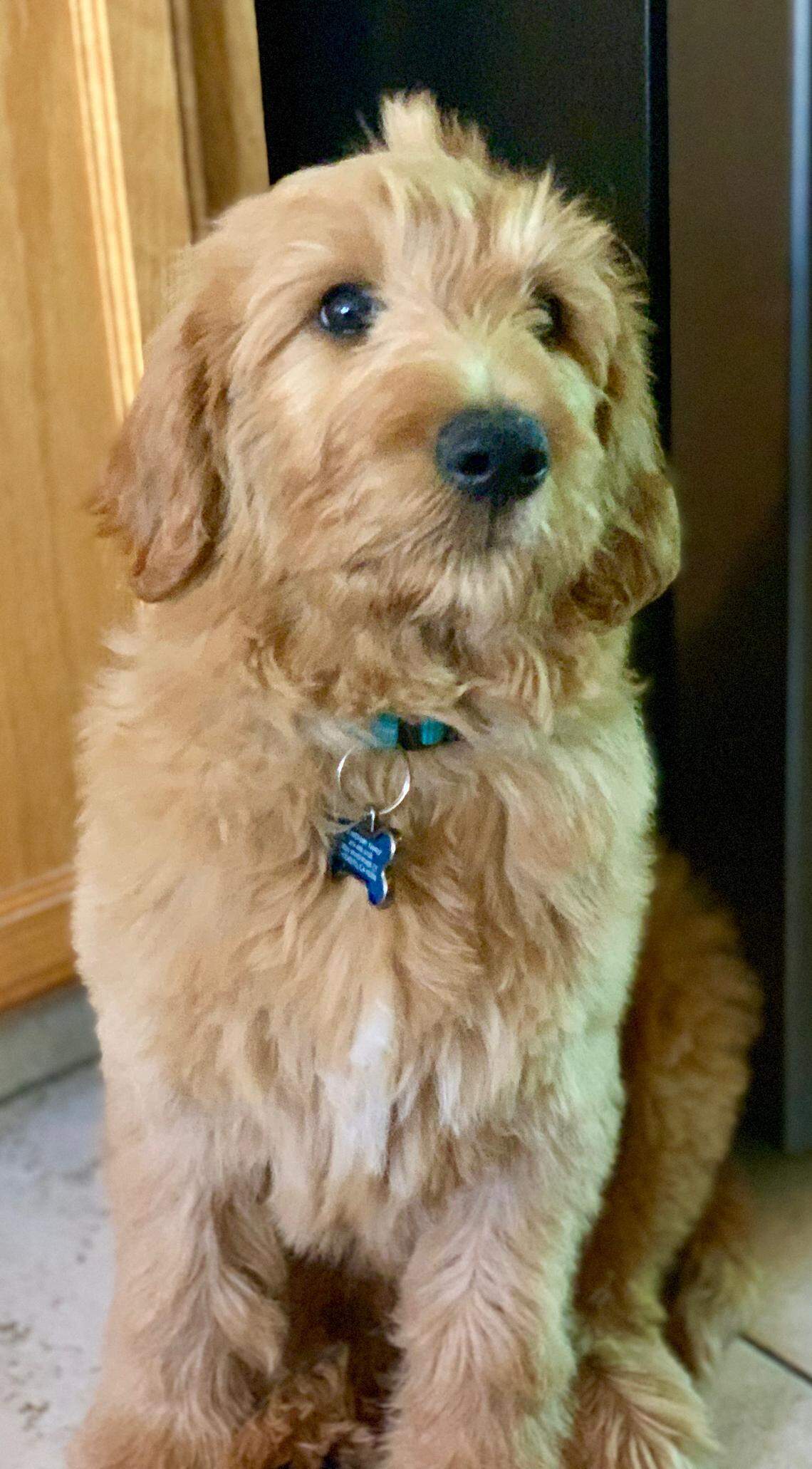 Anita Chowdhary said they adopted Moose in 2019.