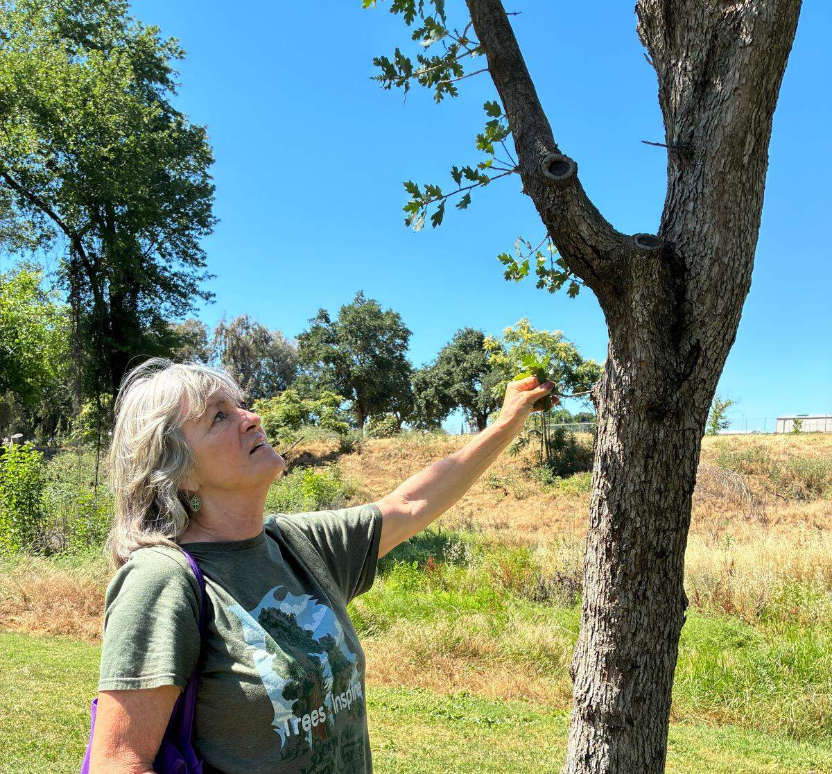 A woman with short silver hair reaches her hand up to the leaves of an oak tree.