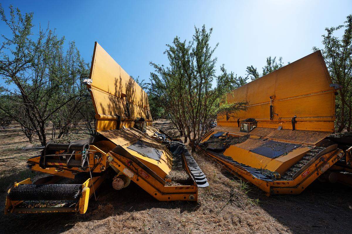El sacudidor doble TOL se usa para cosechar almendras en Burroughs Family Farms al este de Denair, California, el martes 19 de septiembre de 2023. Burroughs Family Farms ha reducido drásticamente el polvo levantado cuando las almendras se sacuden y se recogen en hileras, eliminando el polvoriento proceso de barrido.