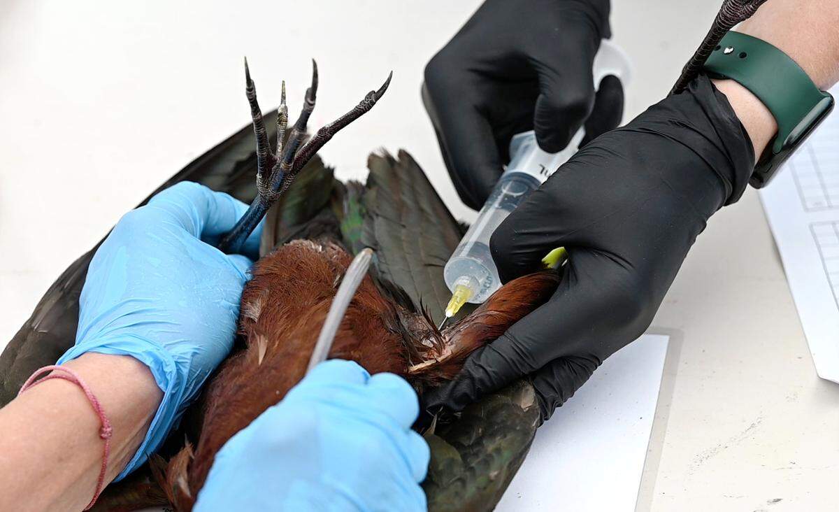 Care manager Veronica Sandow gives fluids to a white-faced ibis that is stricken with avian botulism Stanislaus Wildlife Care Center in Hughson, Calif., Friday, August 25, 2023. California Department of Fish and Wildlife biologists brought about 50 shorebirds to the center from Tulare Lake which is experiencing an outbreak of avian botulism.