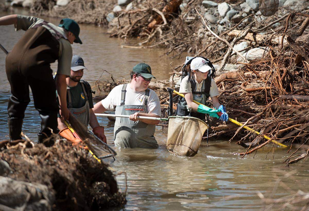 A crew from the California Department of Fish and Wildlife rescue stranded trout from pools along Moccasin Creek in Moccasin, Calif., on Tuesday, March 27, 2018. The hatchery up stream was flooded after the Moccasin reservoir was overwhelmed, fish were later stranded after the creek water receded.