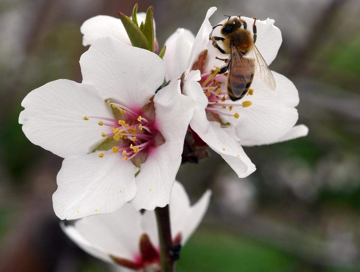 Almond blossoms will be celebrated at the Ripon Almond Blossom Festival.