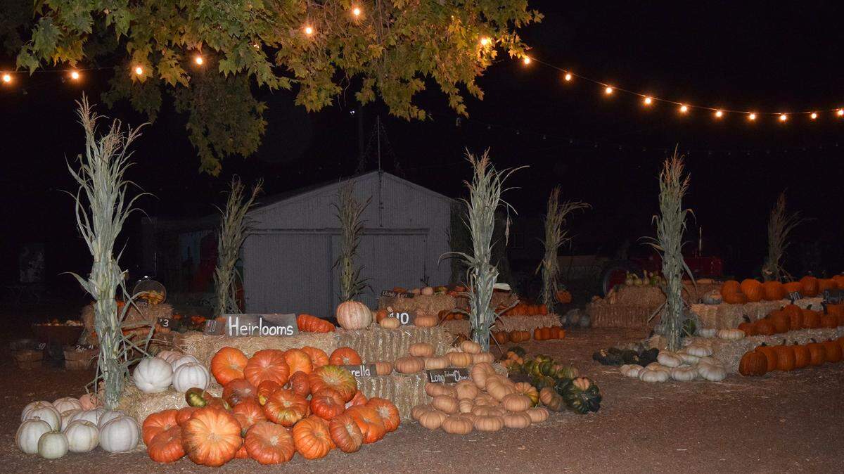 Pumpkins during a past season at R.A.M. Farms.