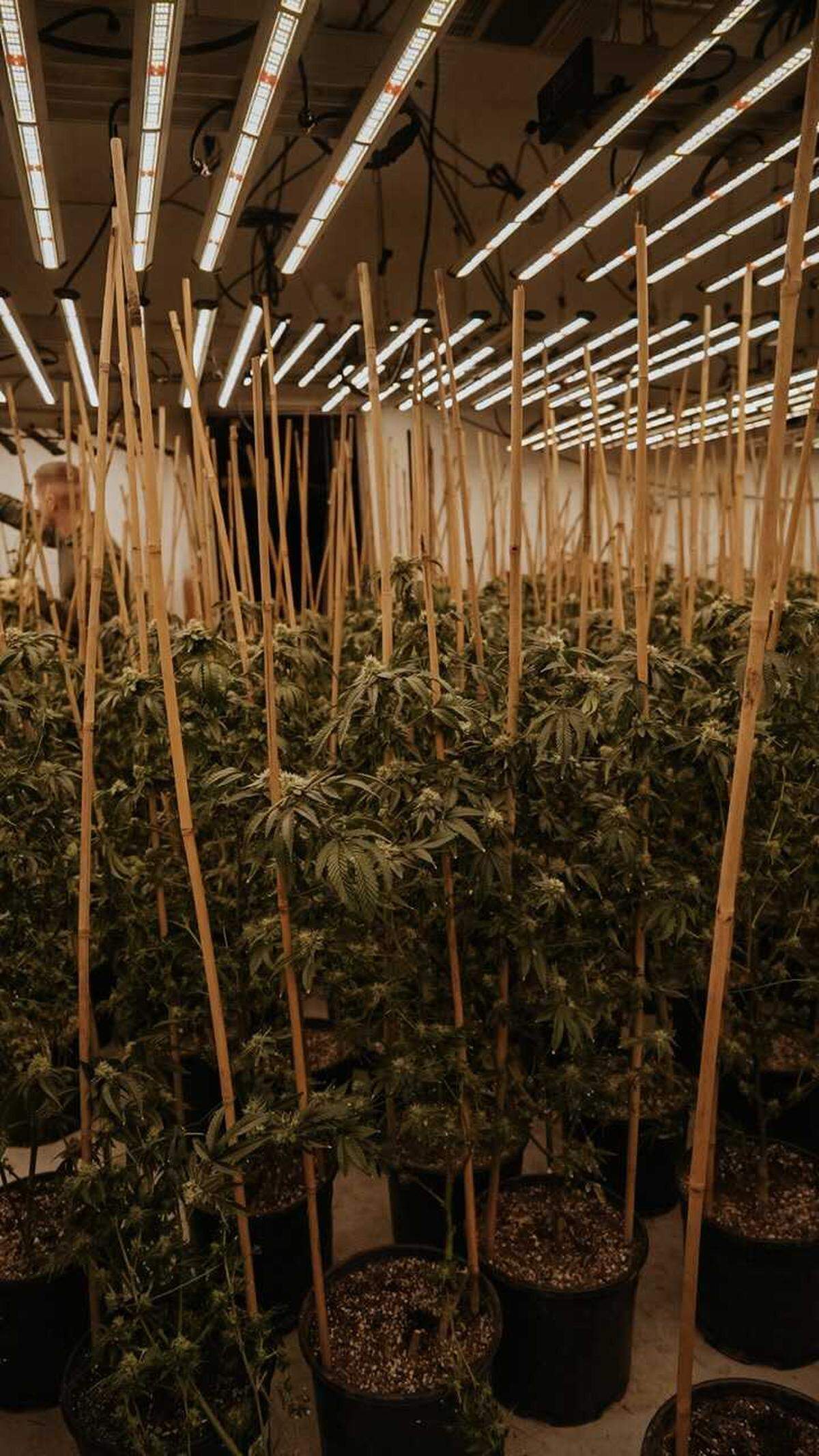 Multiple law enforcement agencies carried out search warrants in Turlock and Ceres which resulted in the confiscation of cash, weapons and approximately $4.5 million in alleged illegal marijuana plants on Tuesday, March 26, 2024.