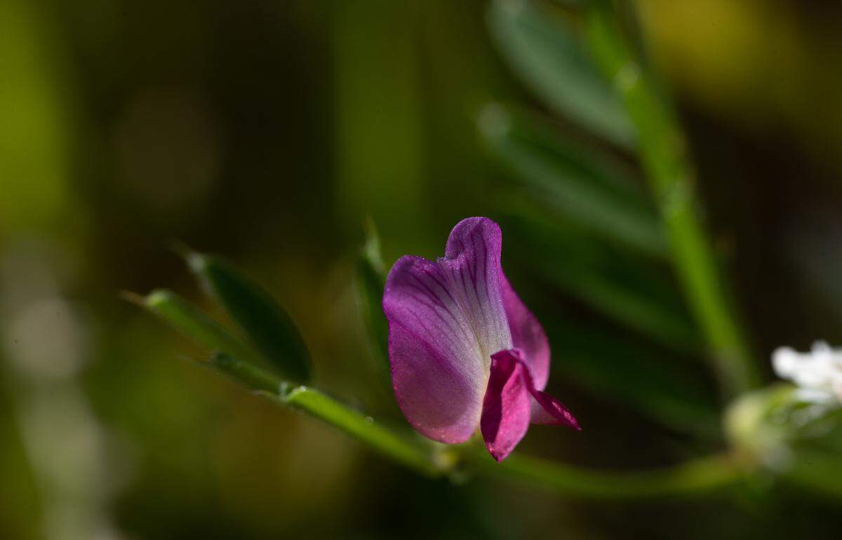 Common vetch flower at the Knights Ferry Recreation Area in Knights Ferry, Calif., Wednesday, April 12, 2023.