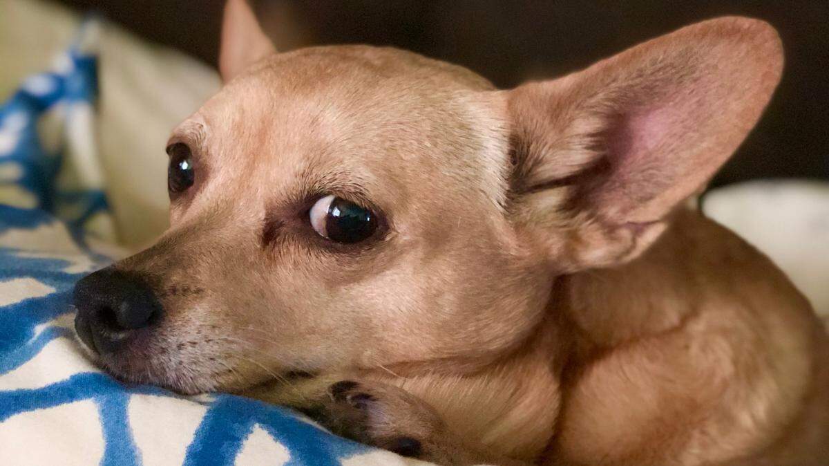 Mini is a Chihuahua-Corgi Mix and the beloved pet of reporter Maria Luisa Figueroa. Though obviously very cute, she will not be entered in the contest.