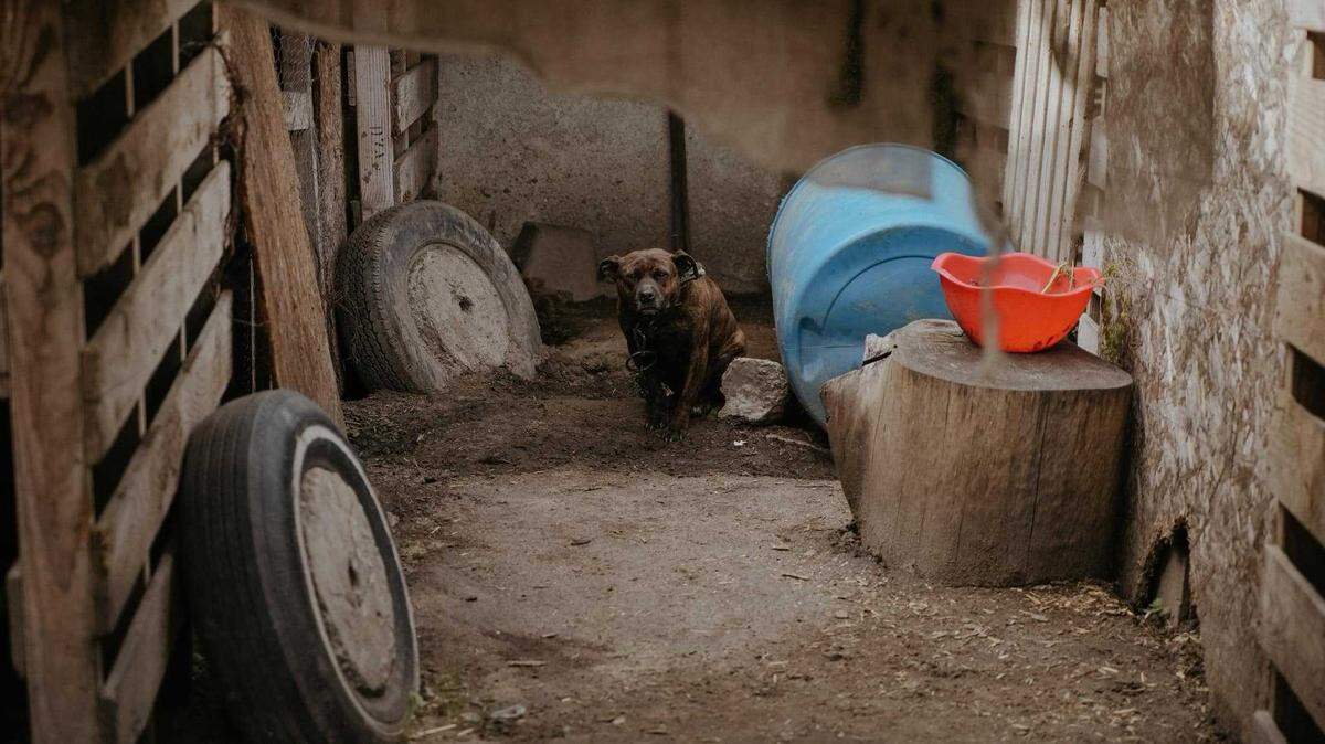 The Turlock Police Department seized 73 dogs as part of an investigation into possible dog fighting and animal cruelty on Thursday, March 28, 2024.
