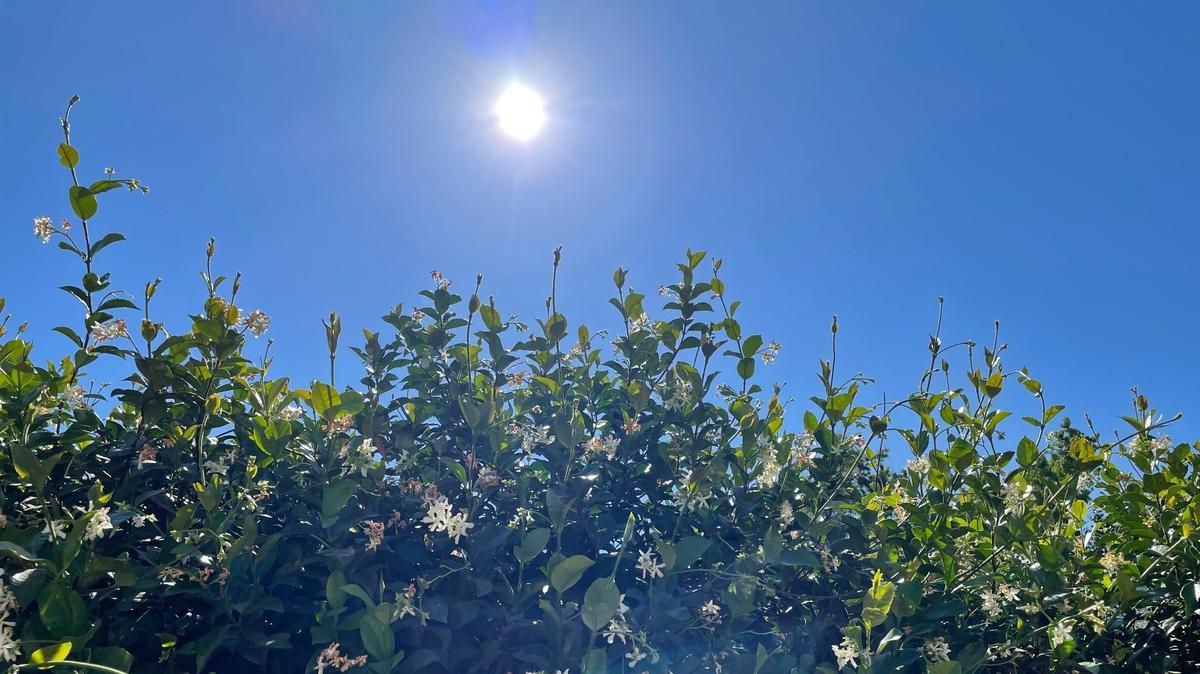 Most of the daily high temperatures in Modesto this week will be near, at or above 100 degrees, according to the National Weather Service