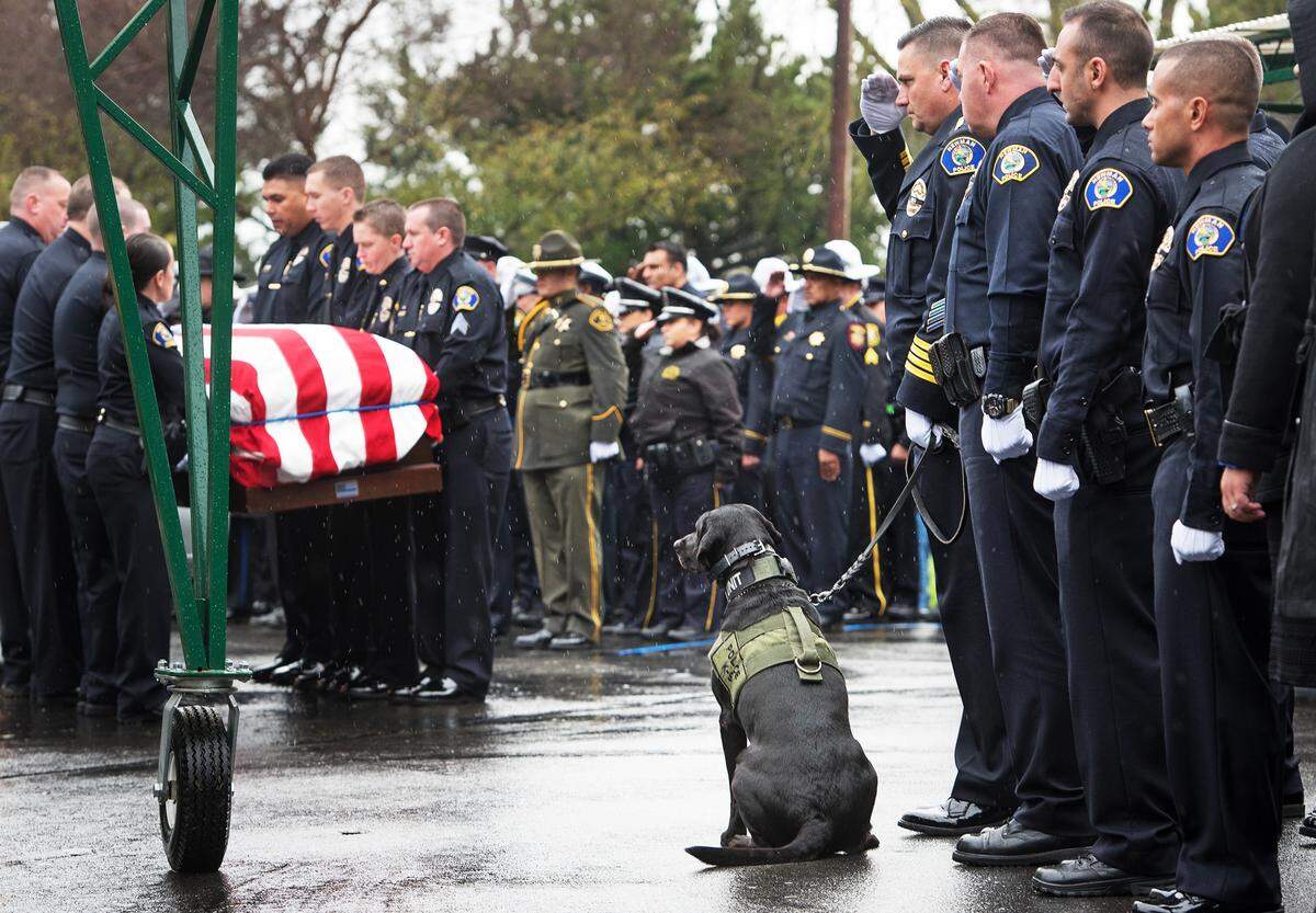 Newman police K9, Sam, watches as members of the Newman Police department move the body of fallen Cpl. Ronil Singh at Lakewood Memorial Park in Hughson, Calif., Saturday, Jan. 5, 2019.