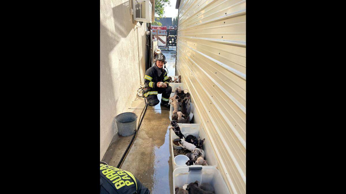 Authorities investigating a domestic violence case found more than 100 dogs at an apparent puppy mill in south Modesto, Calif. Thursday May 19, 2022.