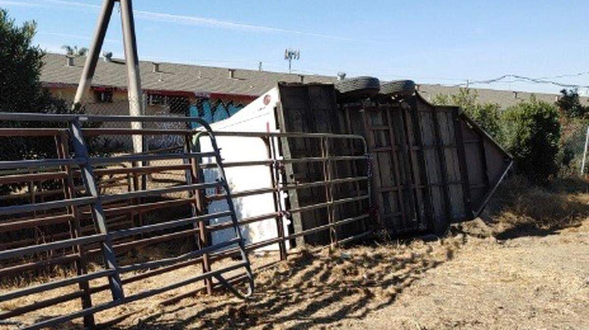 A trailer carrying three cows overturned on Highway 99 north of Hatch Road in the Modesto area Tuesday morning, Nov. 10, 2020. The animals were unhurt, the CHP reported.