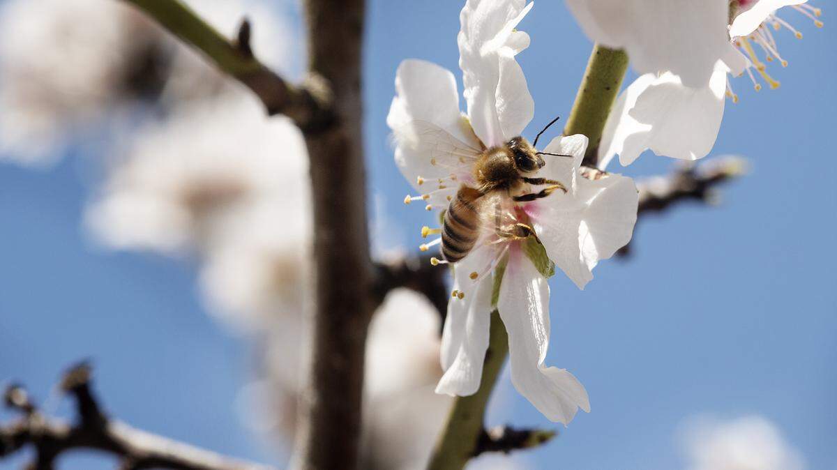 A honey bee works the almond blossoms at the Gemperle family orchard in Ceres, Calif., on Thursday, Feb. 20, 2020.