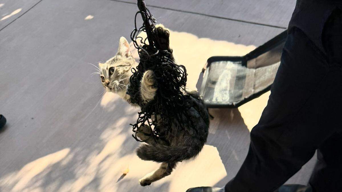 A feral kitten remains tangled in a section of a backyard soccer net before being freed by Modesto firefighters on Monday, Aug. 11, 2025.