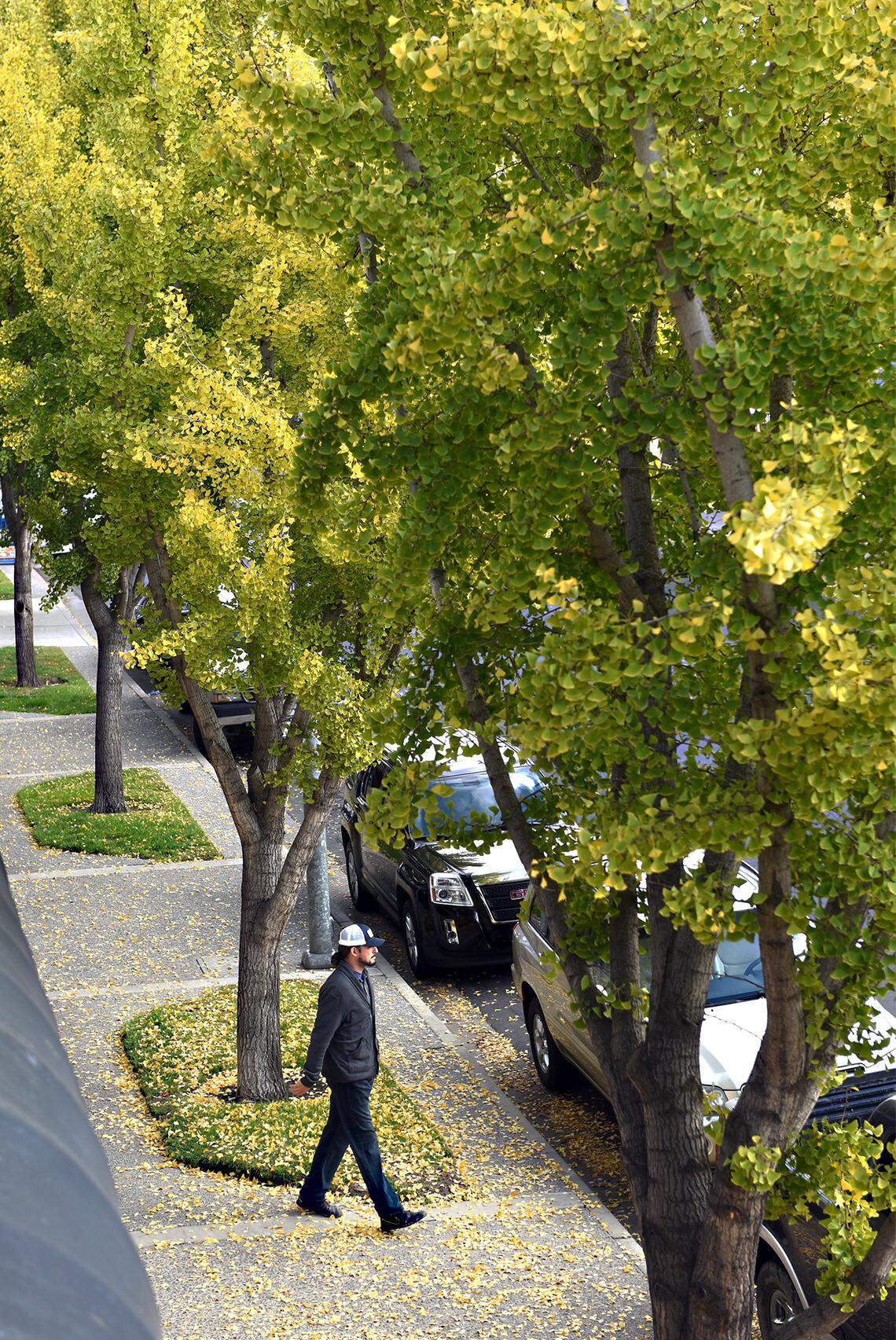 A pedestrian walks through fall color on 16th street between I and J streets in downtown Modesto, Calif. on Thursday, Nov. 9, 2017.