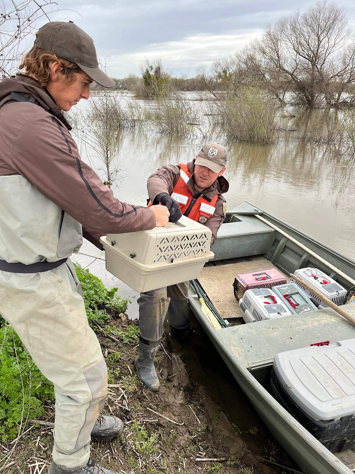Biologists rescued flood stranded brush rabbits by hand from flood waters and released them on high ground at the San Joaquin River National Wildlife Refuge earlier this year.