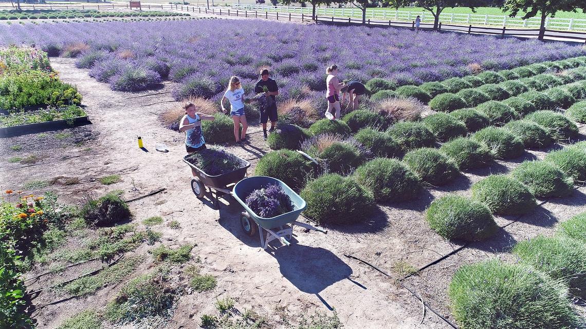 Young people harvest lavender on Friday morning June 22, 2018 at Pageo Lavender Farm in Turlock, Calif.